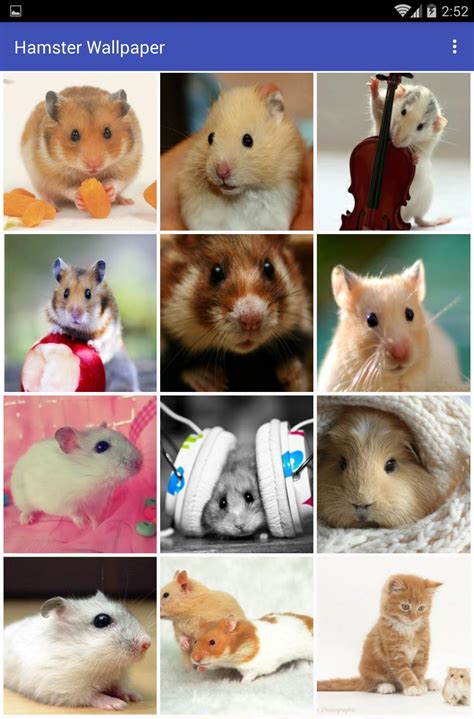 Hamster Wallpaper Apk For Android Download