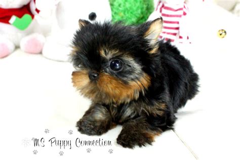 Greenfield puppies has puppies for sale in ny! New York Teacup Puppies For Sale: Micro Teacup Yorkie ...