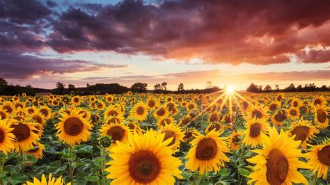 Sunflowers Field During Sunset 4k 5k Hd Flowers Wallpapers Images