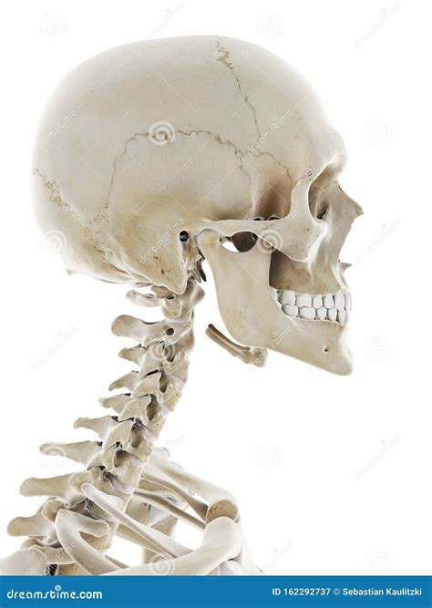 The Skeletal Head Stock Illustration Illustration Of Head 162292737