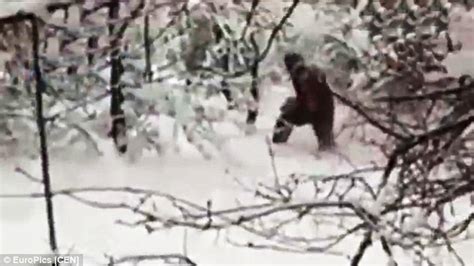 Yeti Video Of Dark Figure Stumbling Through Woods Filmed By Russian