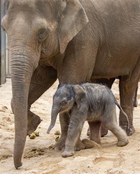 Hello World Asian Elephant Born At Melbourne Zoo Zooborns