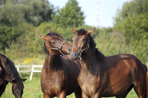 Vacas encelo msd finca productiva reproduccion video clip. Caballos En Apareamiento, 💘Que Hacen Para Aparearse, Gestación, 🌹Parto, 2020 - Razas De Caballos