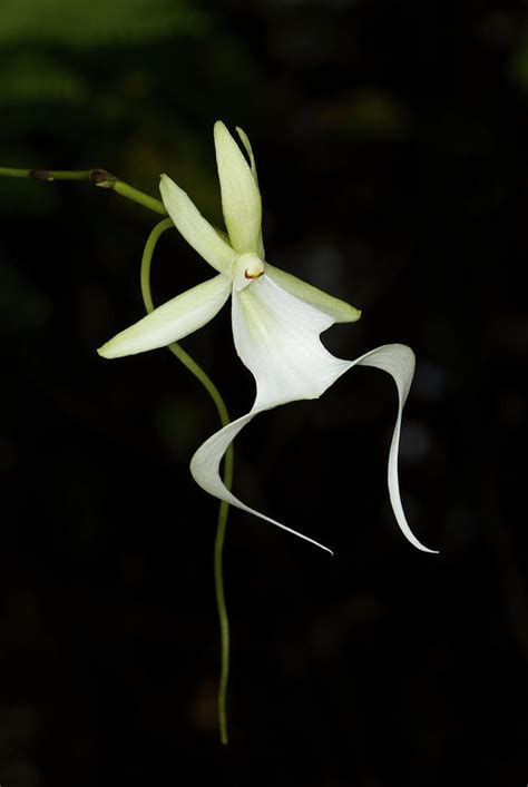 Ghost Orchid In Bloom Polyrrhiza Photograph By Maresa Pryor