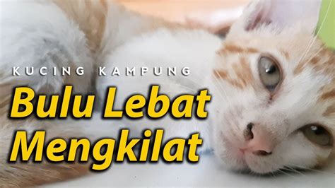 Check spelling or type a new query. Nama Vitamin Kucing Agar Gemuk - 81021+ Nama Untuk Kucing ...