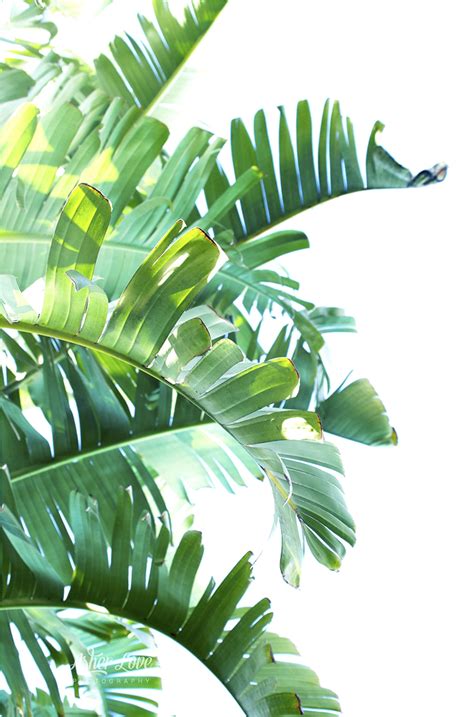 green leaf png - Green Leaf Png Clipart - Tropical Leaves Transparent