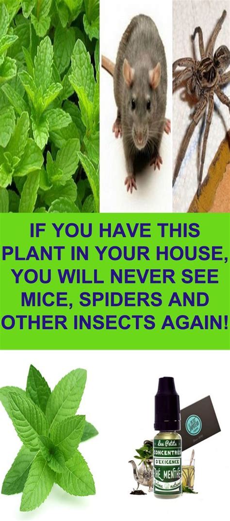 Rats and mice can be unwelcome pests that prop up when you expect them the least. IF YOU HAVE THIS PLANT IN YOUR HOUSE, YOU WILL NEVER SEE ...