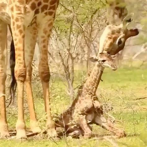 Look At This Baby Giraffe Trying To Take His First Steps 🦒 ️ Game