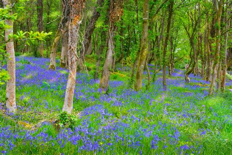 Bluebells In Woodland Jim Mccarthy Photography