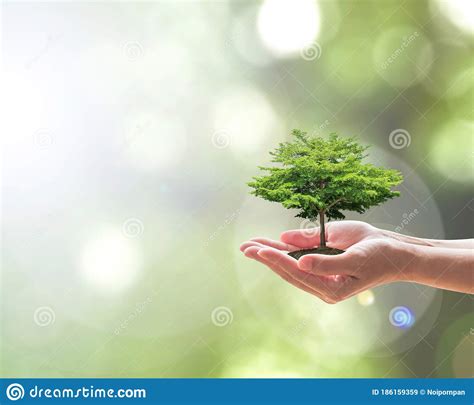 Sustainable Environment Saving Environmental Ecosystem Of Forest And