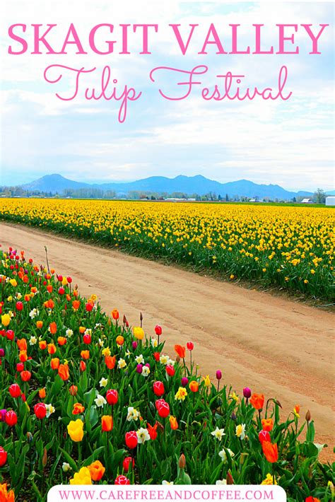 The skagit valley tulip festival means real spring has come to the seattle area, and for a few decades, flower enthusiasts have gathered here to marvel its sprawling fields. Skagit Valley Tulip Festival - Carefree & Coffee