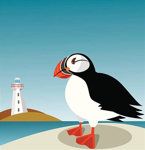 Royalty Free Atlantic Puffin Clip Art Vector Images And Illustrations