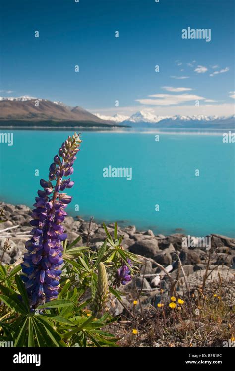 Lupins Mount Cook Lake Pukaki Hi Res Stock Photography And Images Alamy