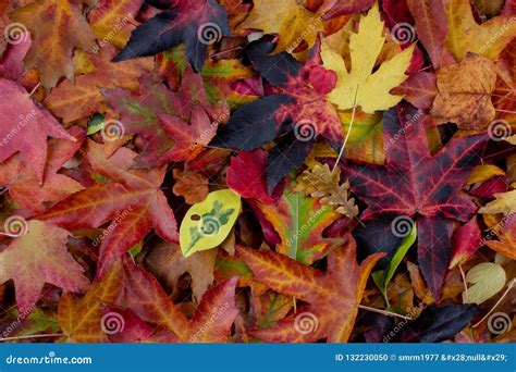 Pile Of Multi Colored Autumn Leaves On Ground Autumn Background Stock