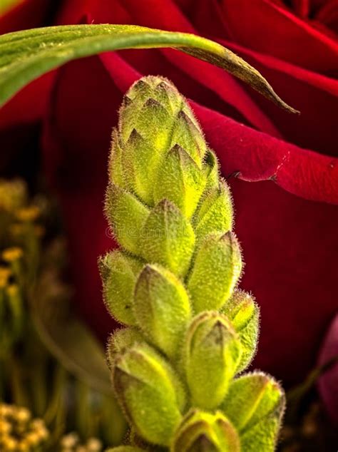 Green Flower Bud And Red Rose Stock Image Image Of Leaf Symbol