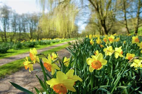 Daffodils Flowering In Spring Sunshine By A Garden Path Stock Photo