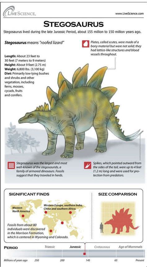 Stegosaurus Dinosaur Facts Stegosaurus