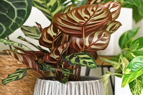 How To Repot A Calathea Houseplant Step By Step Guide Thuy San Plus