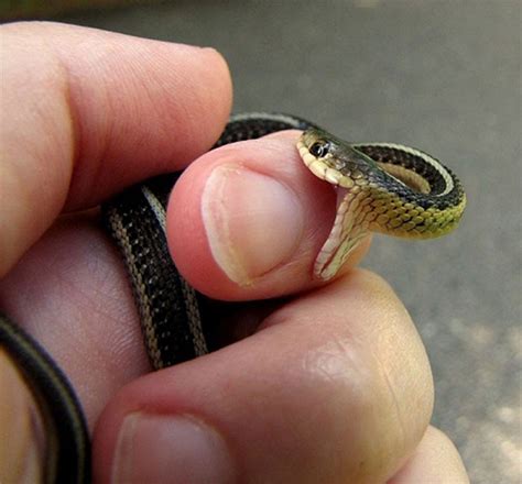 Sssssnakes Cute Baby Snakes Baby Animal Zoo