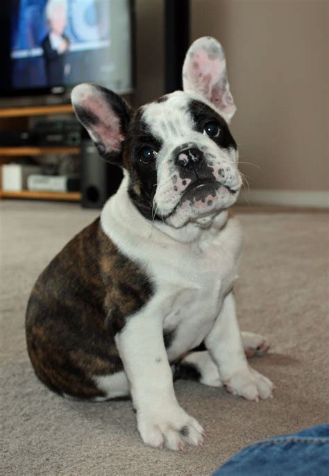 These dogs were bred to act as the gamekeeper's assistant with the ability to chase and immobilize poachers on the estates. French Bulldog Mix Puppies Near Me