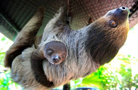 Enter The Weird World Of Sloths On International Sloth Day Ctv