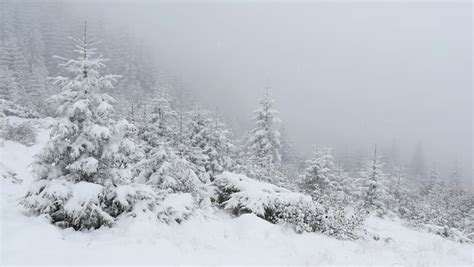 Snow Covered Fir Trees In Mountains With Snowfall Slow