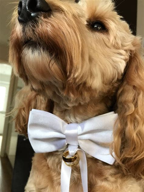 Dog Ring Bearer Collar For Weddings And Proposals
