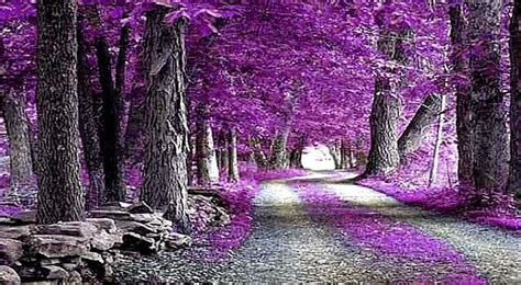 Purple Nature Wallpaper Computer Purple Trees Nature Beautiful Nature