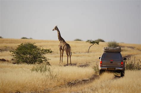 Guided Namibia Safari 4WD Safari
