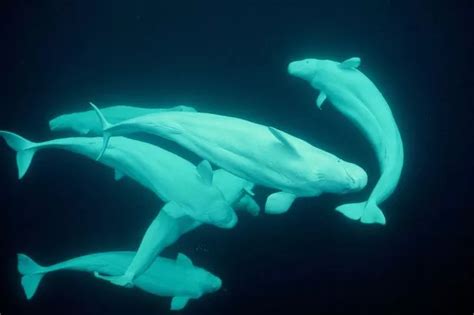 Wildlife Photographer Reveals Secret To Award Winning Underwater Series