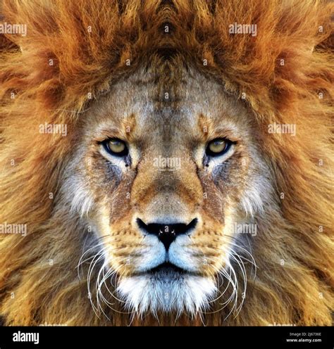 Closeup Beautiful Portrait Of An African Lion Stock Photo Alamy