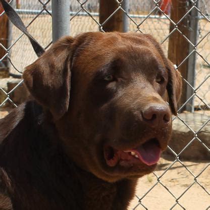 We live on a beautiful ranch in southern colorado. English Labrador Retriever puppies for sale