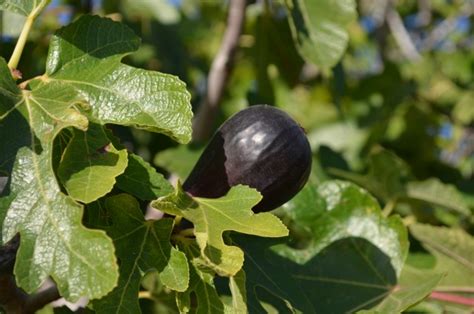 2021 California Fig Harvest Underway