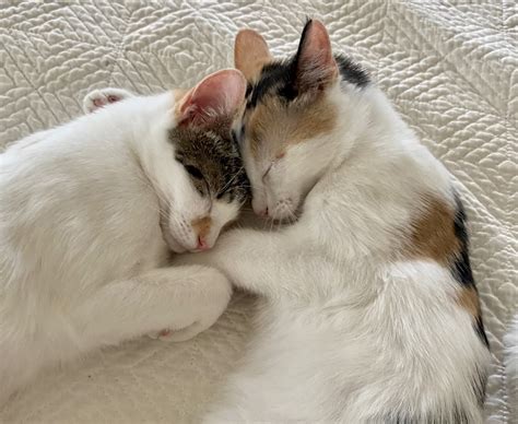 The Beauty Of Bonded Cats Rock N Rescue Pet Adoption Rescue Service