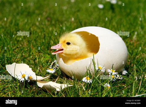 Duck Egg Hatching Hi Res Stock Photography And Images Alamy