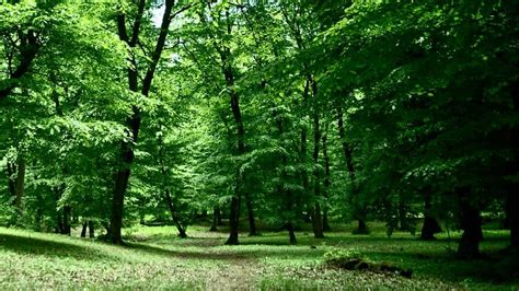 ᐉ Los 10 Bosques Más Bonitos De Europa ️ Intriper