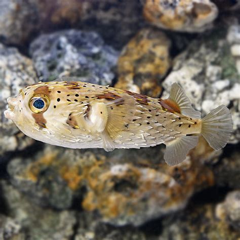 Porcupine Puffer Fish Info With Care Details And Pictures