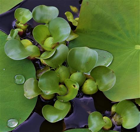 Water Hyacinth Eichhornia Crassipes Aquasnails