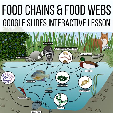 Food Chains And Food Webs Biology I SexiezPicz Web Porn