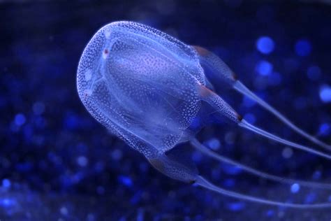 5 Most Venomous Jellyfish In The World Deadly Animals Poisonous