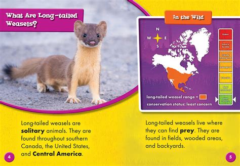 Long Tailed Weasels Bellwether Media Inc