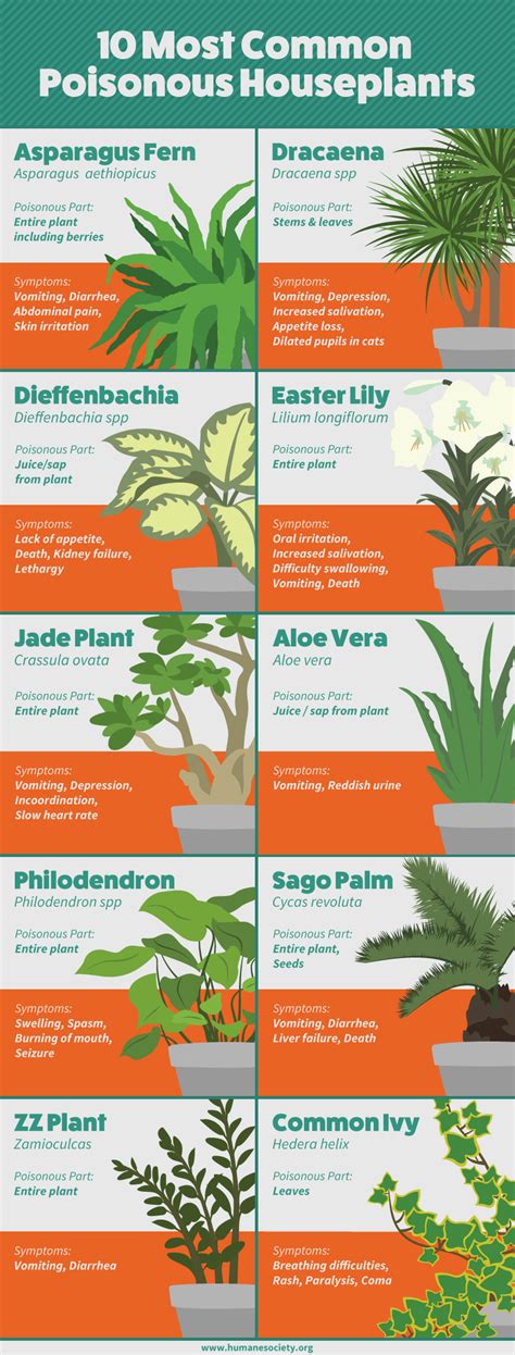 Every dog owner should have a list of plants poisonous to dogs in order to protect their canine companion from illness or death. Houseplants Safe for Cats and Dogs | Fix.com