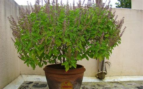 Indian Scientists Decode Tulsi Plant