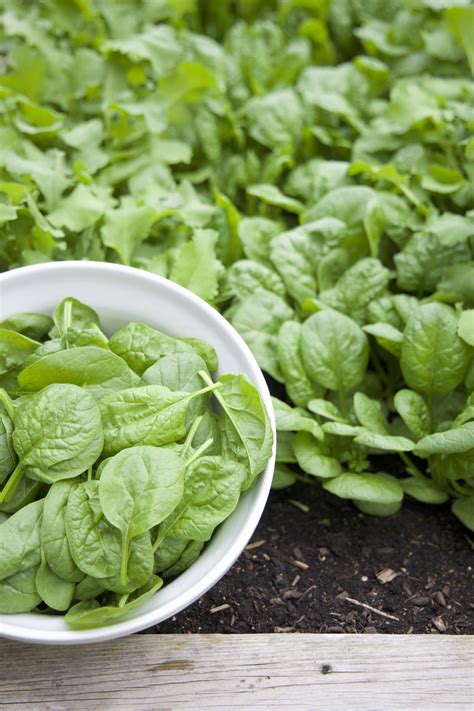 5 Easy Steps To Plant Spinach From Seed Gardenary