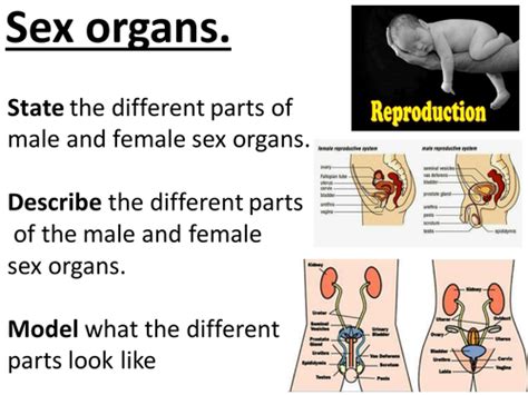 sex organs male and female sex organs structure key words etc lesson in the reproduction