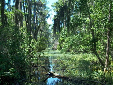 The back considered as an area of vulnerability the police officer's partner always watches his back. swamp | National Geographic Society