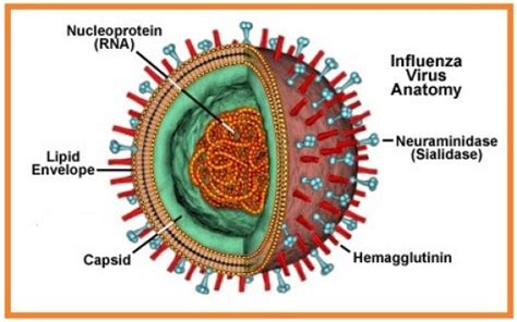 Bentuk-bentuk Virus Termasuk Corona