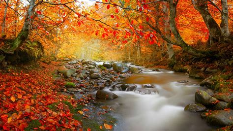 Stream In Autumn Deciduous Forest Nature High Quality