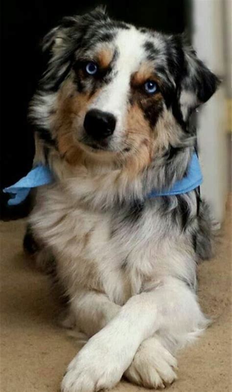 Border Collie And Australian Shepherd Aussie Mix Ebknows