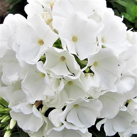 White Flame® Dwarf Garden Phlox — Plantingtree